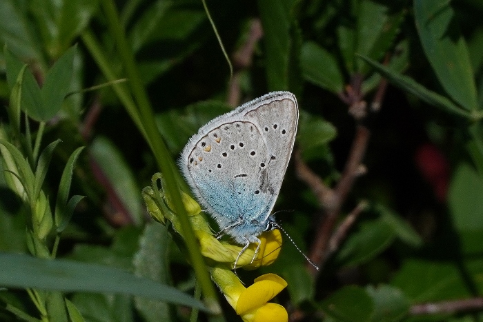 Polyommatus amandus ?  S